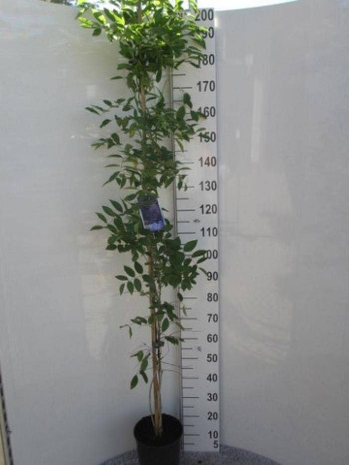 Wisteria m. Blue Moon