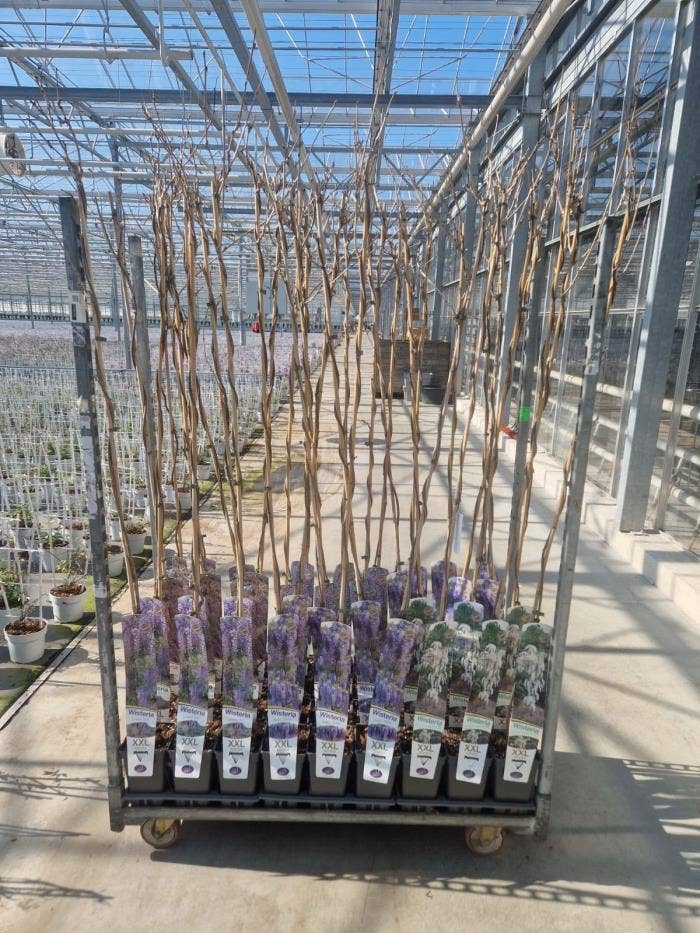 Wisteria XXL