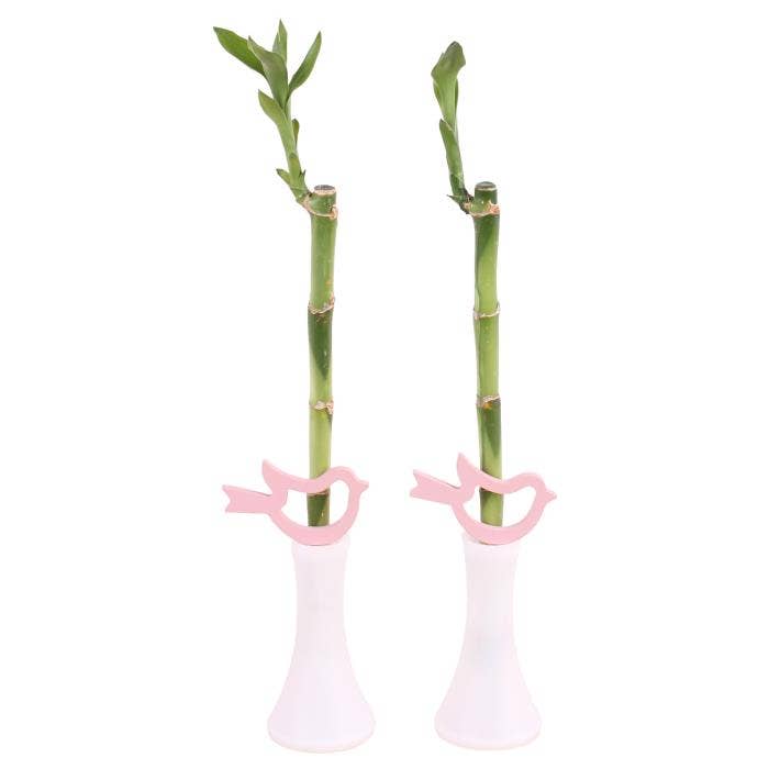 Womens Day Indoor Asian: Lucky Bamboo
