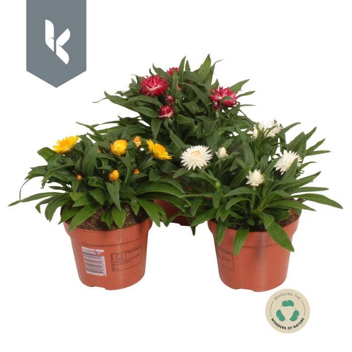 Xerochrysum bracteatum