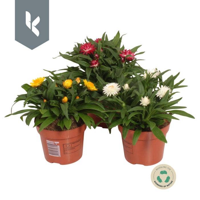 Xerochrysum bracteatum