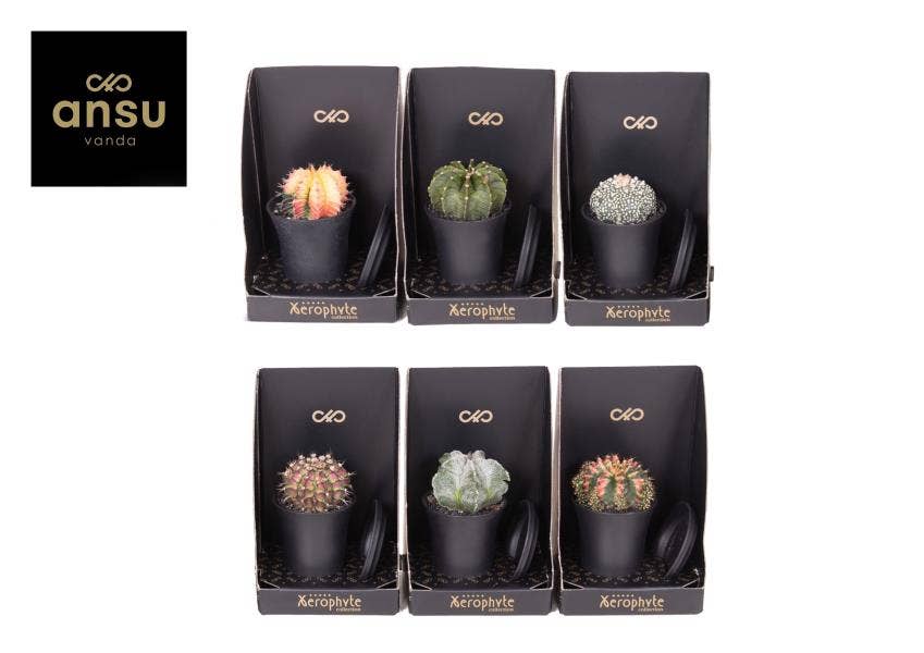 Xerophyte Collection - Cactus Mix