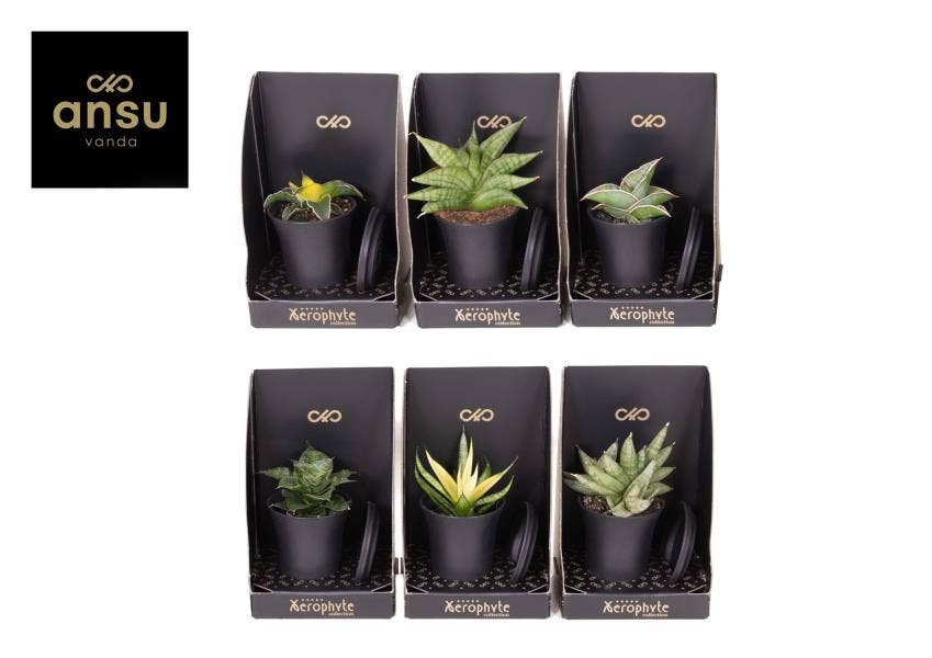 Xerophyte Collection - Sansevieria Mix