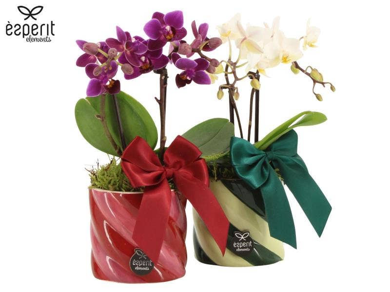 X-mas arrangement (61775)