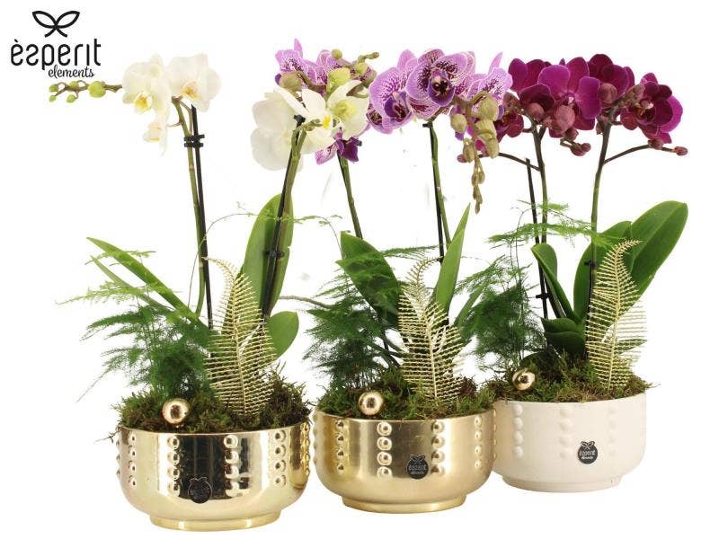 X-mas arrangement (61891)