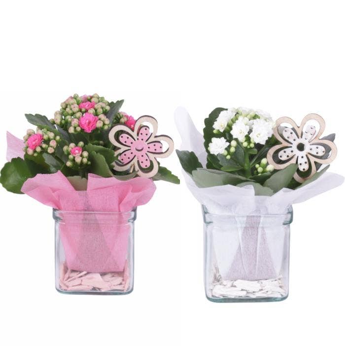 Yearround Arr. Indoor Glass Accuglas Square Ø08cm 