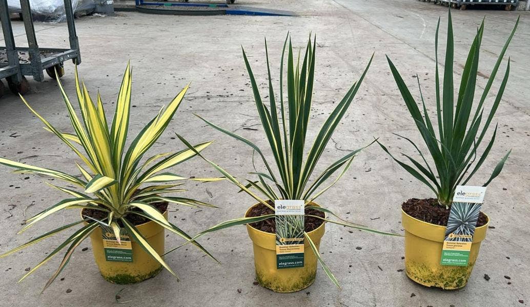 Yucca 3 vars