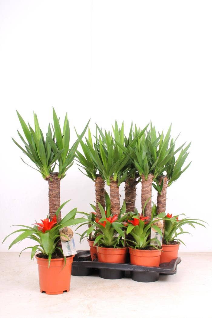 Yucca 30 solo + Bromelia