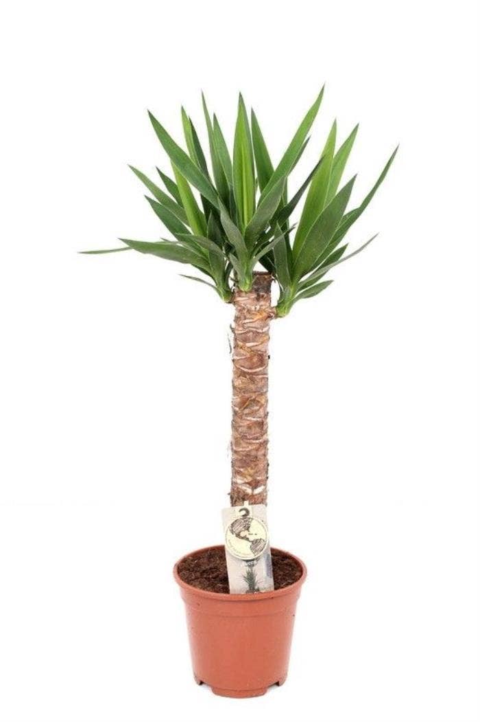 Yucca 60 solo