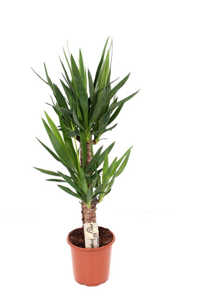 Yucca 60-30 (Full CC)