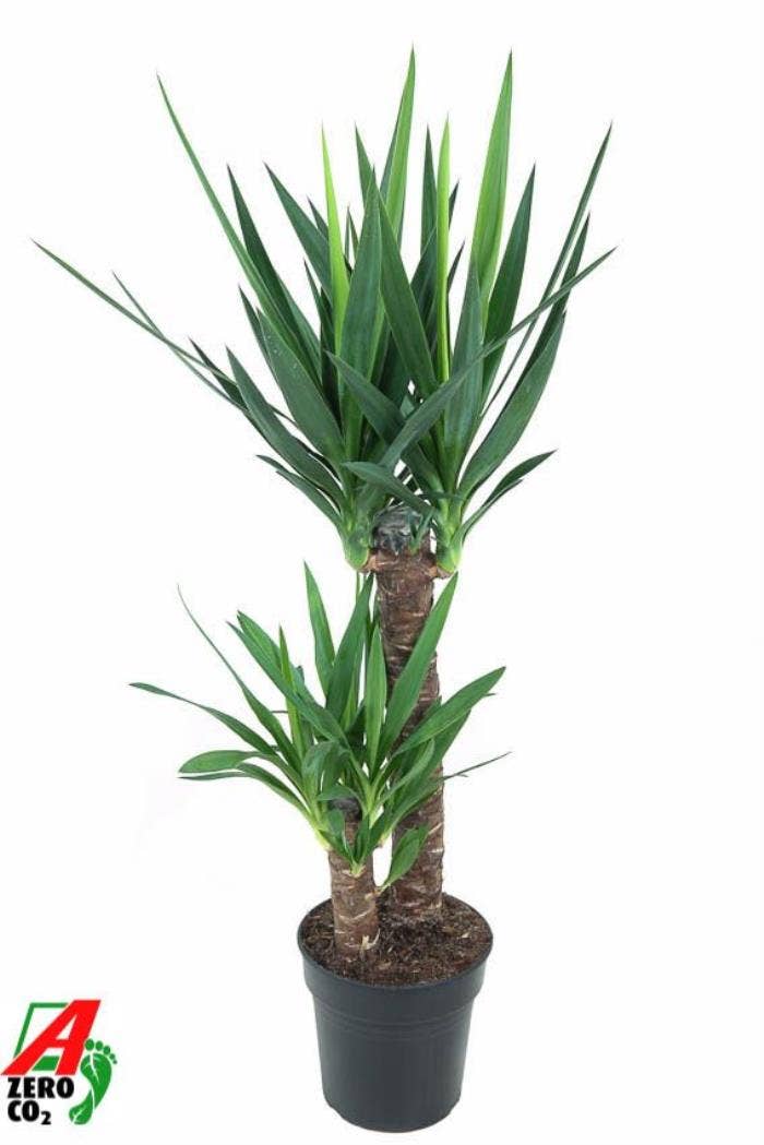 Yucca 60-30