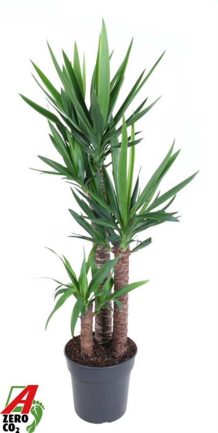Yucca 90-60-30