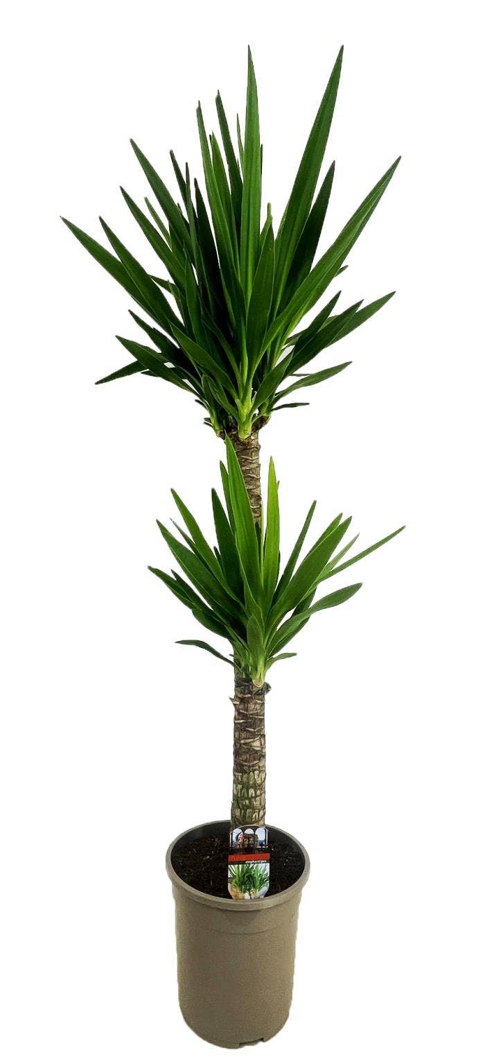 Yucca elephantipes 90-45