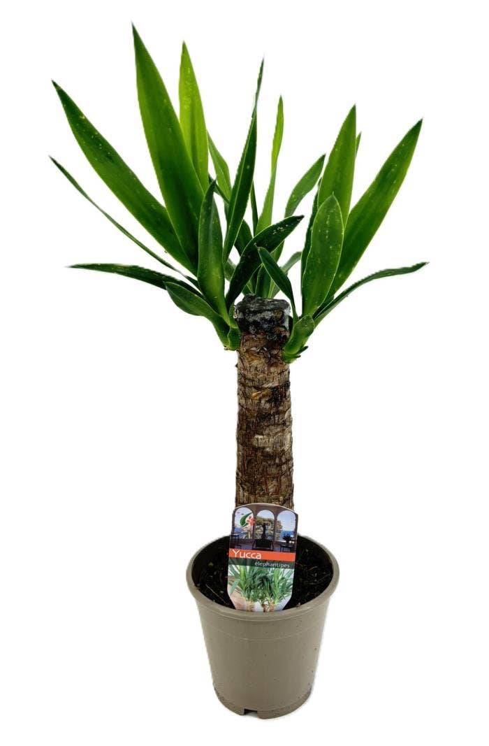 Yucca elephantipes
