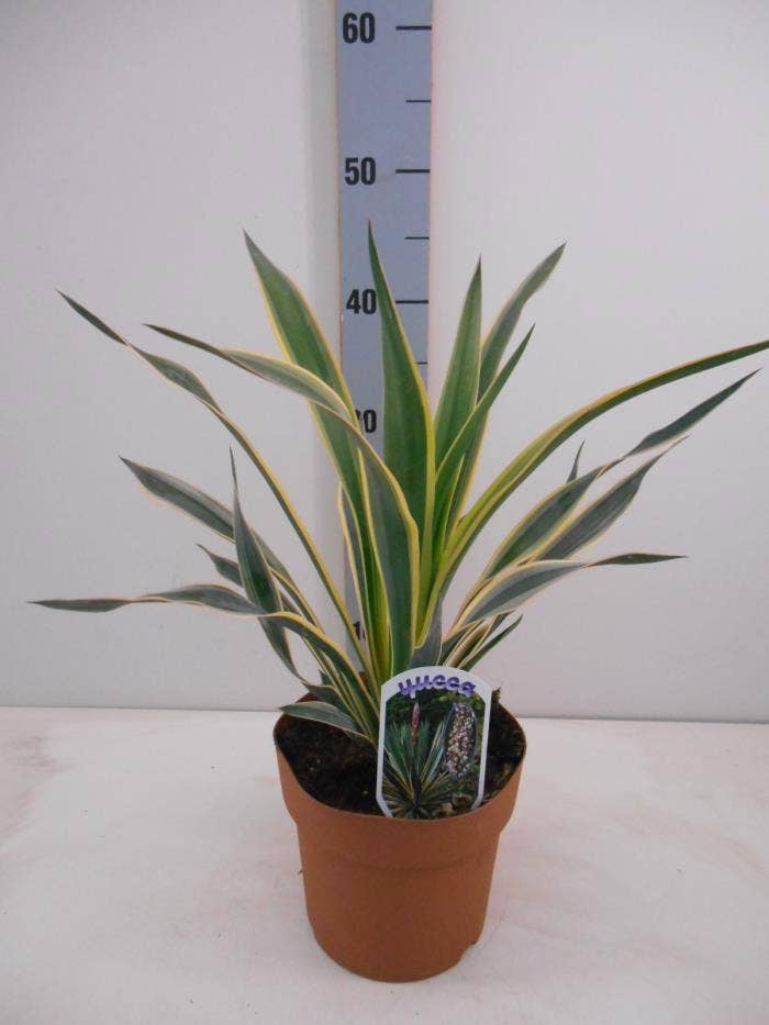 Yucca gloriosa  Vatiegata