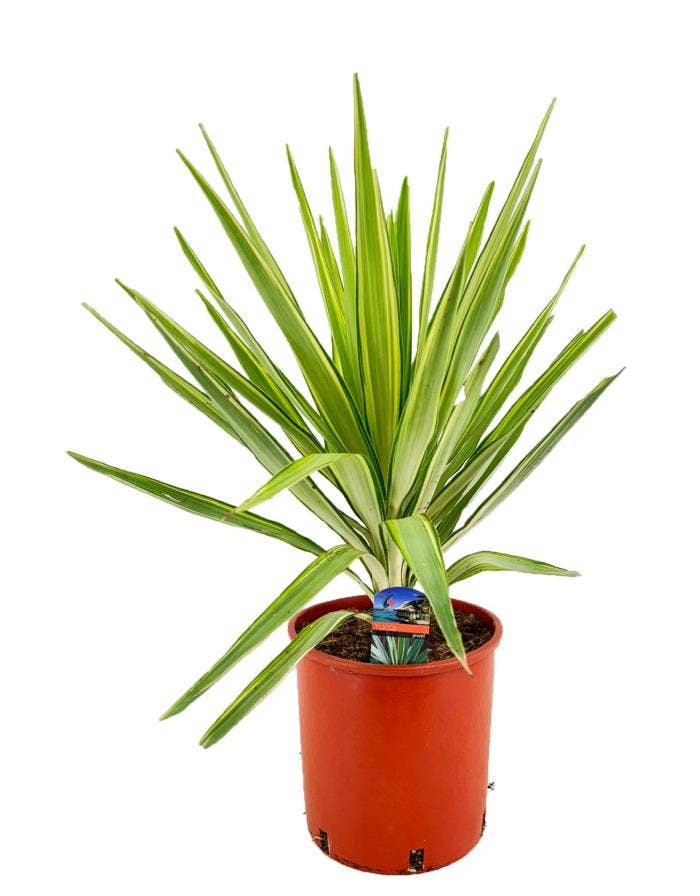Yucca jewel
