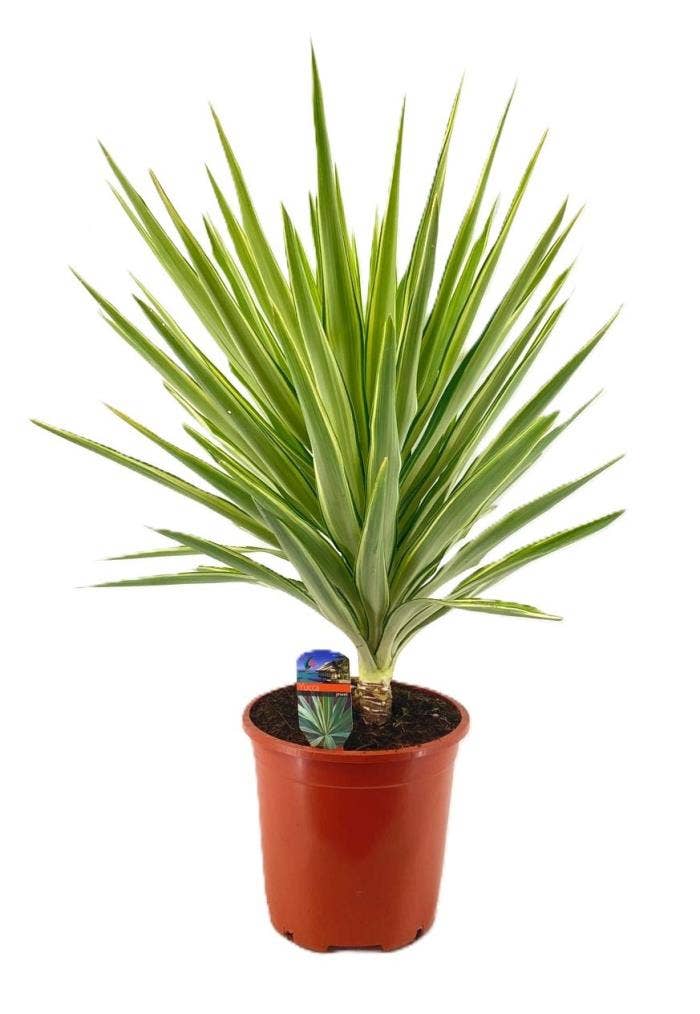 Yucca jewel
