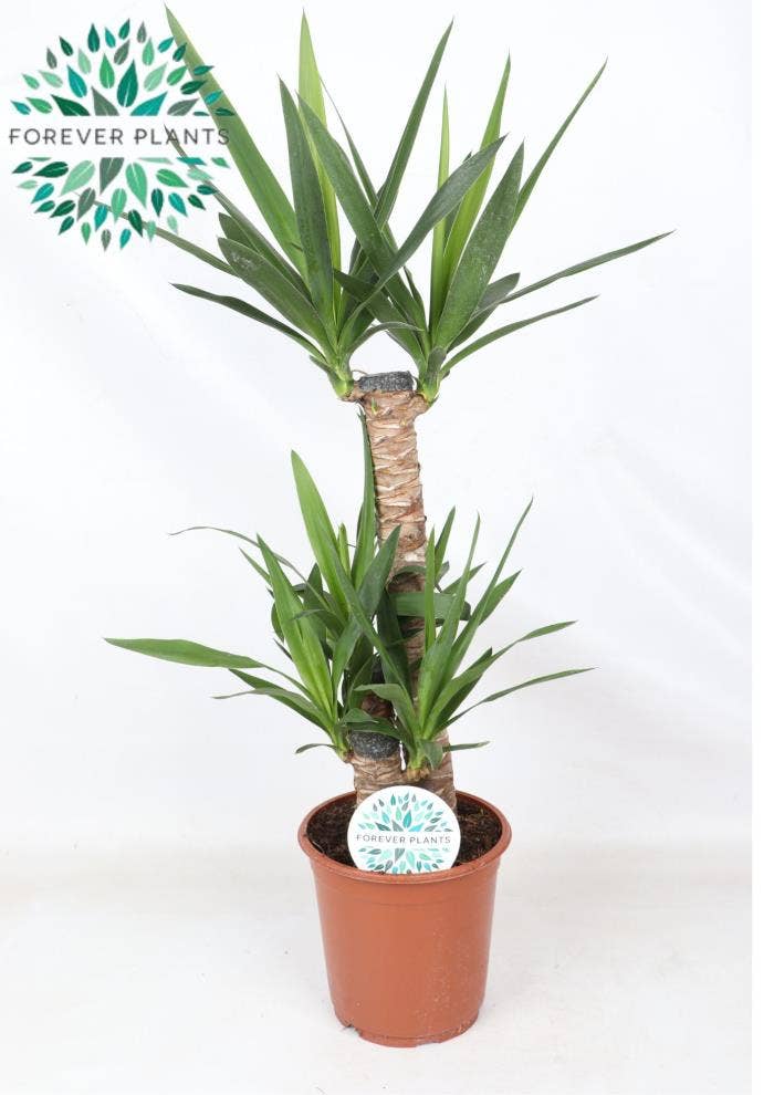 Yucca p21, 60+30+20 (2+ KOP)