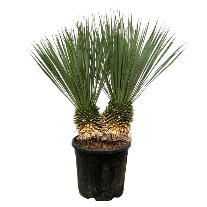 Yucca Rostrata double stam