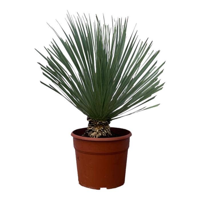 Yucca Rostrata