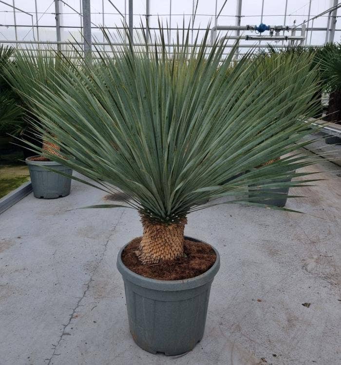 Yucca rostrata