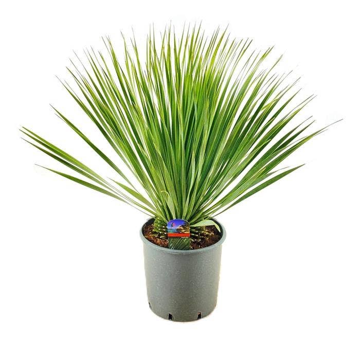 Yucca rostrata