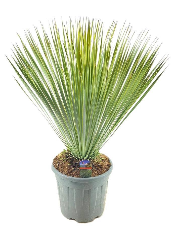Yucca Rostrata