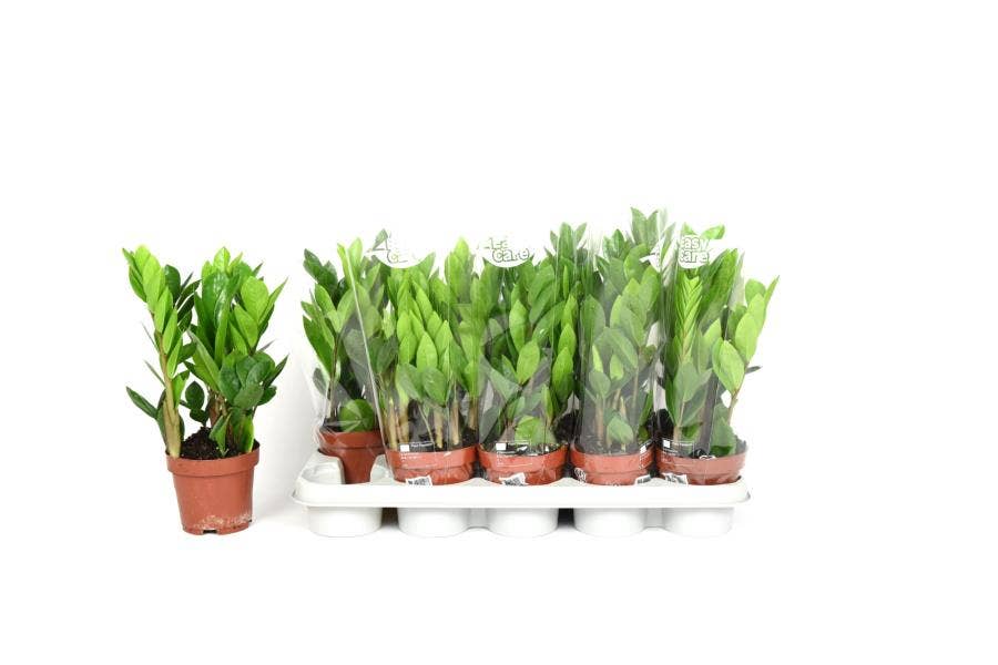 Zamioculcas 12cm 4 veren 35-40cm