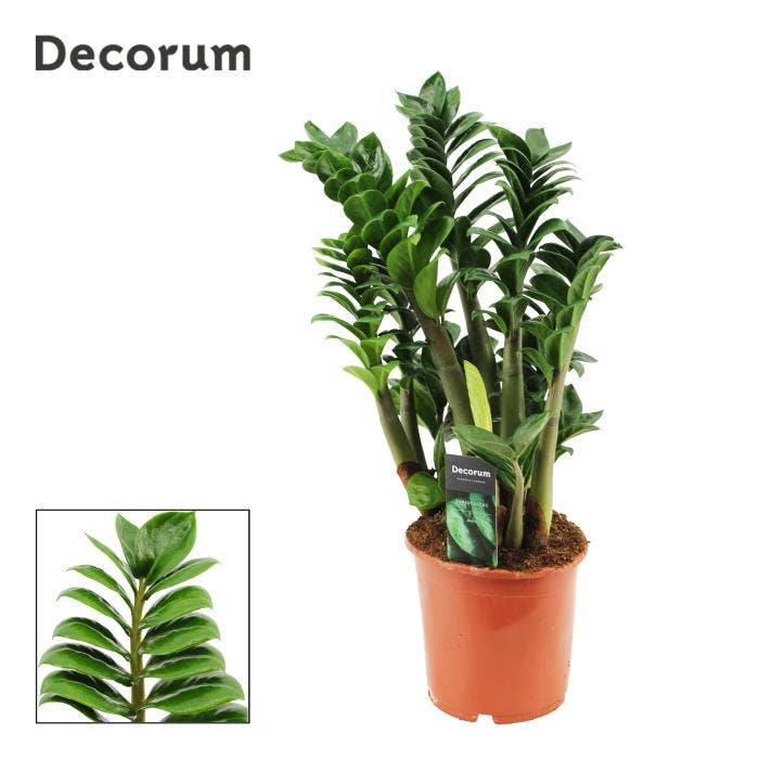 Zamioculcas zamiifolia Zenzi