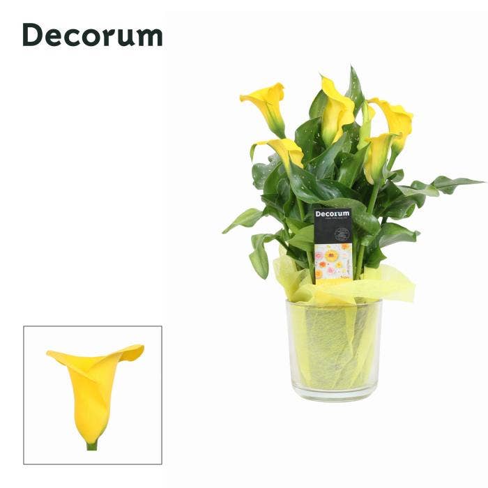 Zantedeschia (Calla) Geel in Claudia glas PASEN (D