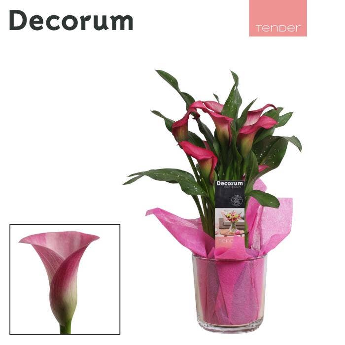 Zantedeschia (Calla) Roze in Claudia glas LOVE (De