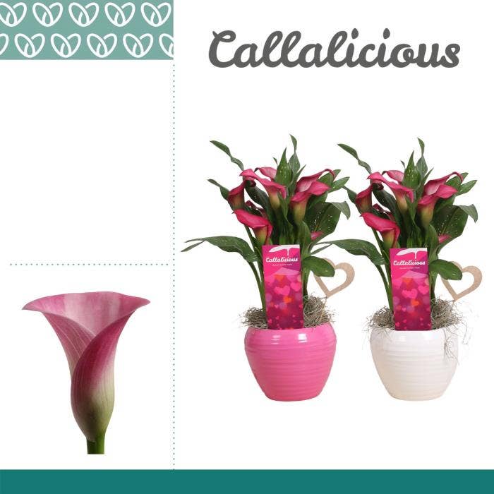 Zantedeschia (Calla) Roze in Ompot Melanie LOVE