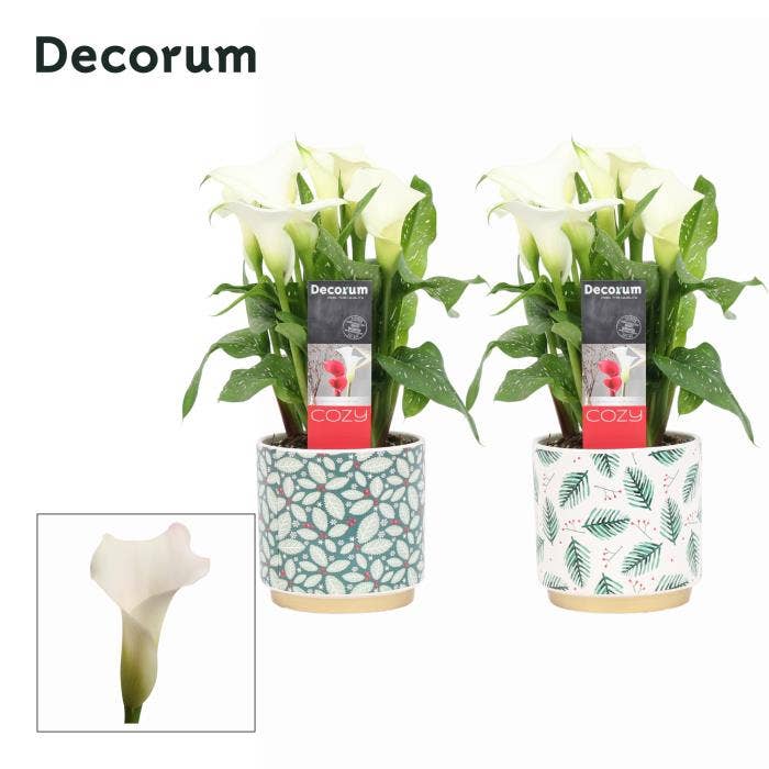 Zantedeschia (Calla) Wit in Ompot Saar KERST (Deco