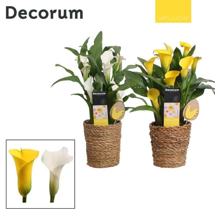 Zantedeschia Geel/Wit in Ompot Ruby Pasen (Decorum