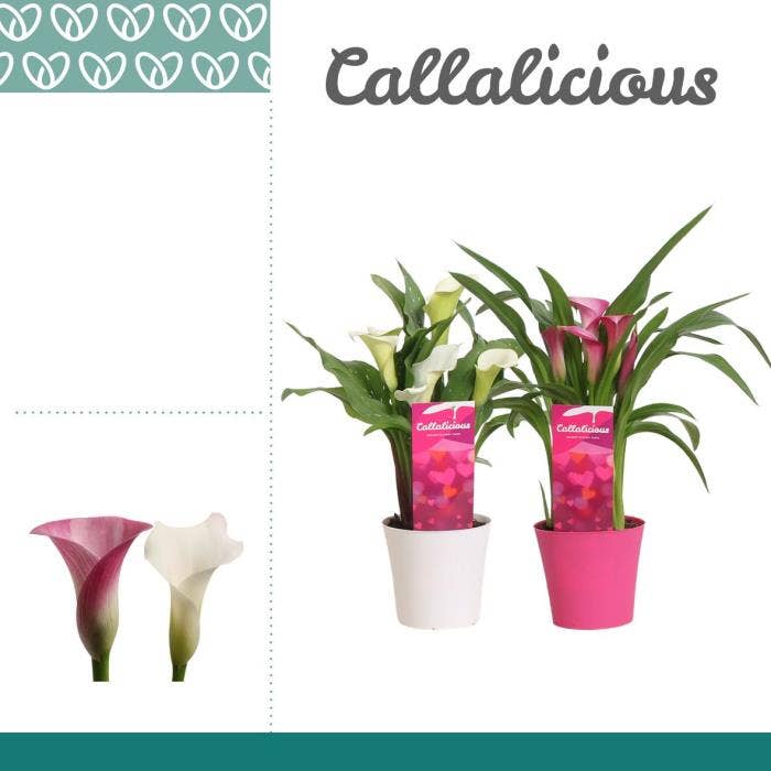 Zantedeschia in Linge LOVE