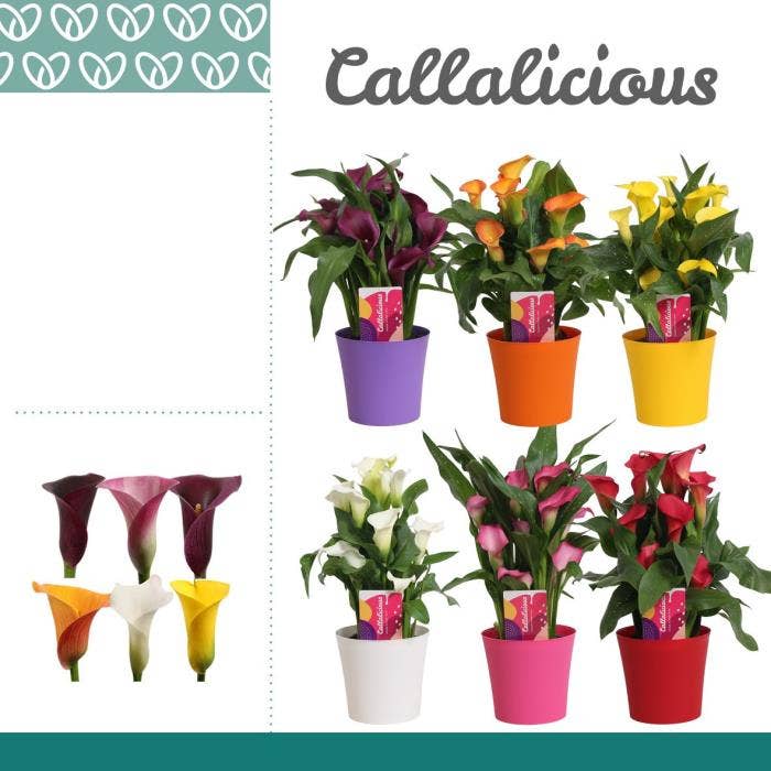 Zantedeschia in Linge