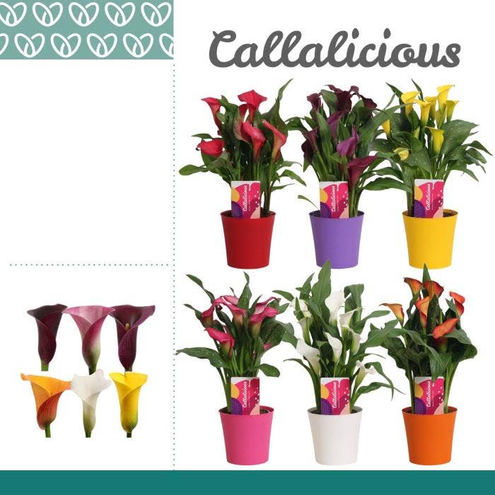 Zantedeschia in Linge