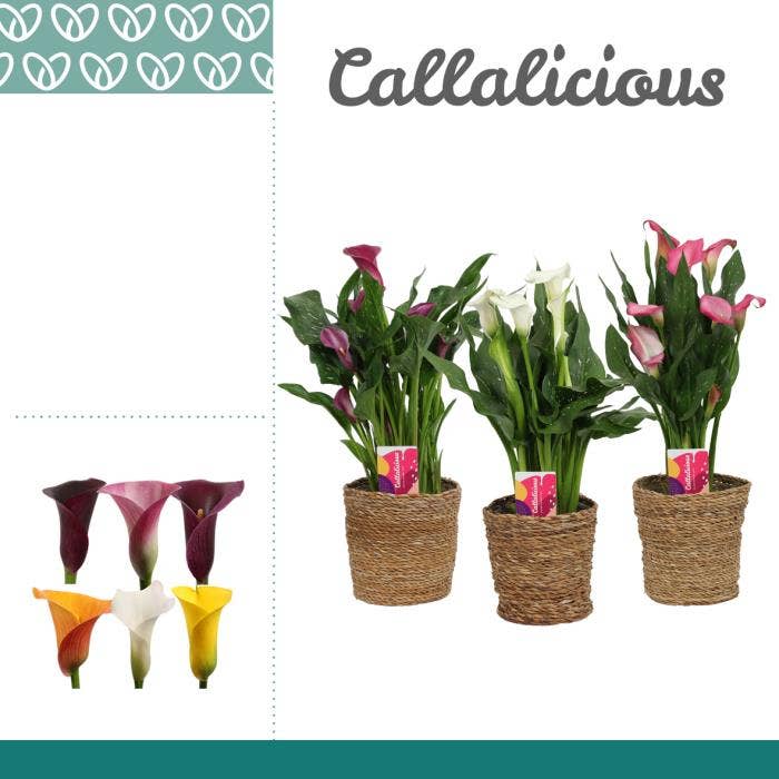 Zantedeschia in Ruby basket