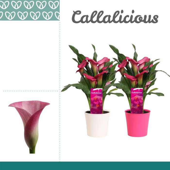Zantedeschia pink in Linge LOVE