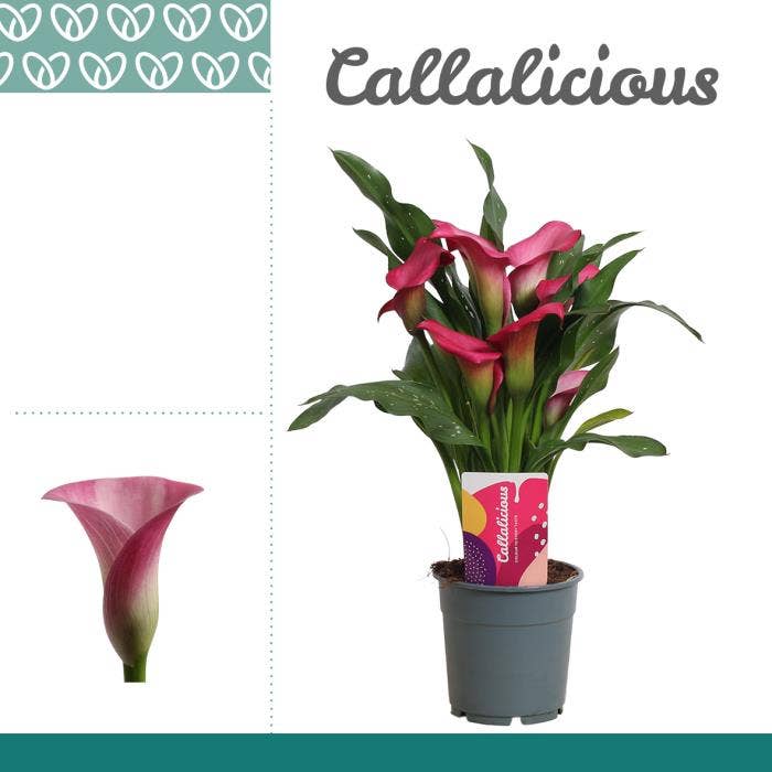 Zantedeschia pink