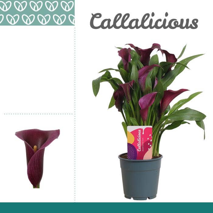 Zantedeschia purple
