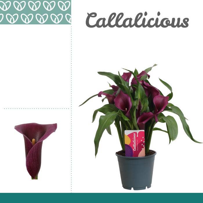 Zantedeschia purple