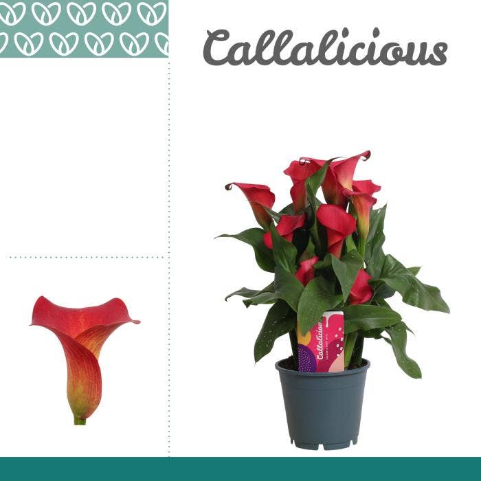 Zantedeschia red