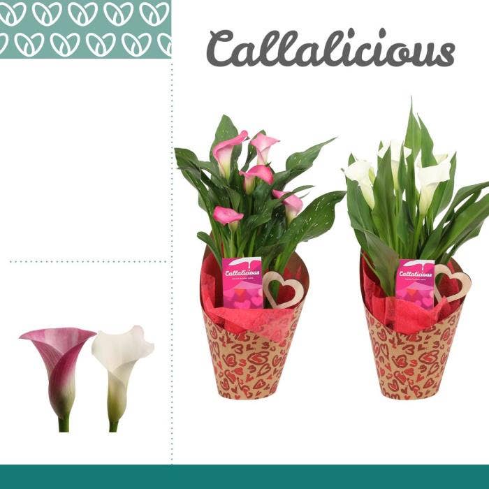 Zantedeschia Roze/Wit in Potcover Hearts LOVE