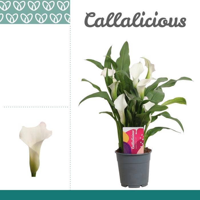 Zantedeschia white