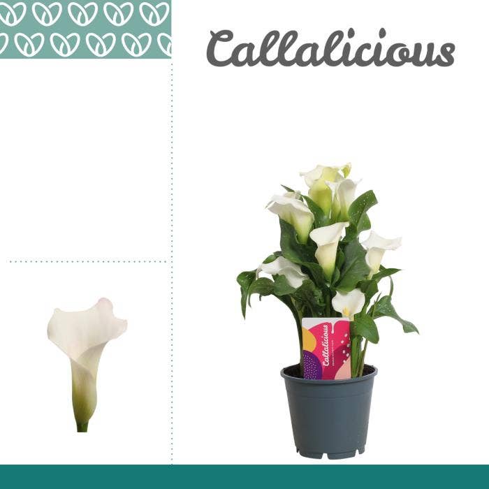 Zantedeschia white