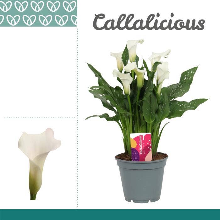 Zantedeschia white