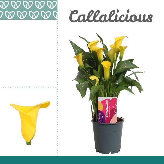 Zantedeschia yellow
