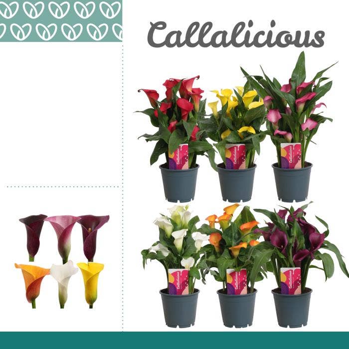 Zantedeschia Green Solutions