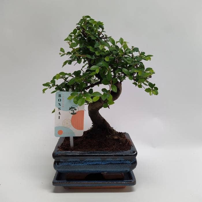 Zelkova S-shape Bonsai 'Traditional' 15 cm + Schot